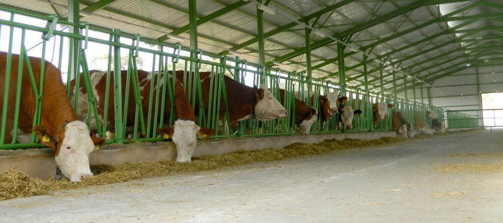 Ahır Kurulum Maliyetleri Proje Masrafları Hibe Oranları, Ahır Kurulum Proje Masrafları Hibe Oranları, Ahır Kurulum Maliyetleri Masrafları Hibe Oranları, Ahır Kurulum Maliyetleri Proje Hibe Oranları, ahır kurulum maliyetleri, ahır maliyeti hesaplama, 10 başlık ahır maliyeti, 20 başlık ahır maliyeti, 50 başlık süt sığırcılığı projesi maliyeti, prefabrik ahır fiyatları, 50 başlık ahır projeleri satılık, 100 başlık ahır maliyeti, büyükbaş hayvan ahır maliyeti,