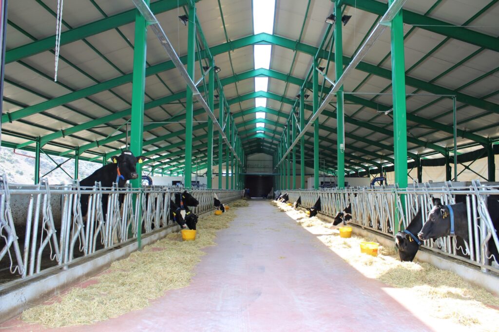Büyükbaş Hayvan Çiftliği Proje Örnekleri ve Maliyeti Fiyatları, Büyükbaş Hayvan Çiftliği Örnekleri ve Maliyeti Fiyatları, Büyükbaş Hayvan Çiftliği Proje Örnekleri ve Fiyatları, Büyükbaş Hayvan Çiftliği Proje Örnekleri ve Maliyeti , Hayvan Çiftliği Proje Örnekleri ve Maliyeti Fiyatları, büyükbaş hayvan çiftliği proje örnekleri, çiftlik projeleri maliyeti, besi çiftliği projeleri ve fizibilite raporları, besi çiftliği kurma maliyeti, 50 başlık ahır projesi, büyükbaş hayvancılık proje örnekleri, büyükbaş hayvan çiftliği kurmak istiyorum, inek çiftliği kurma maliyeti, basit ve modern ahır planları örnek projeleri,