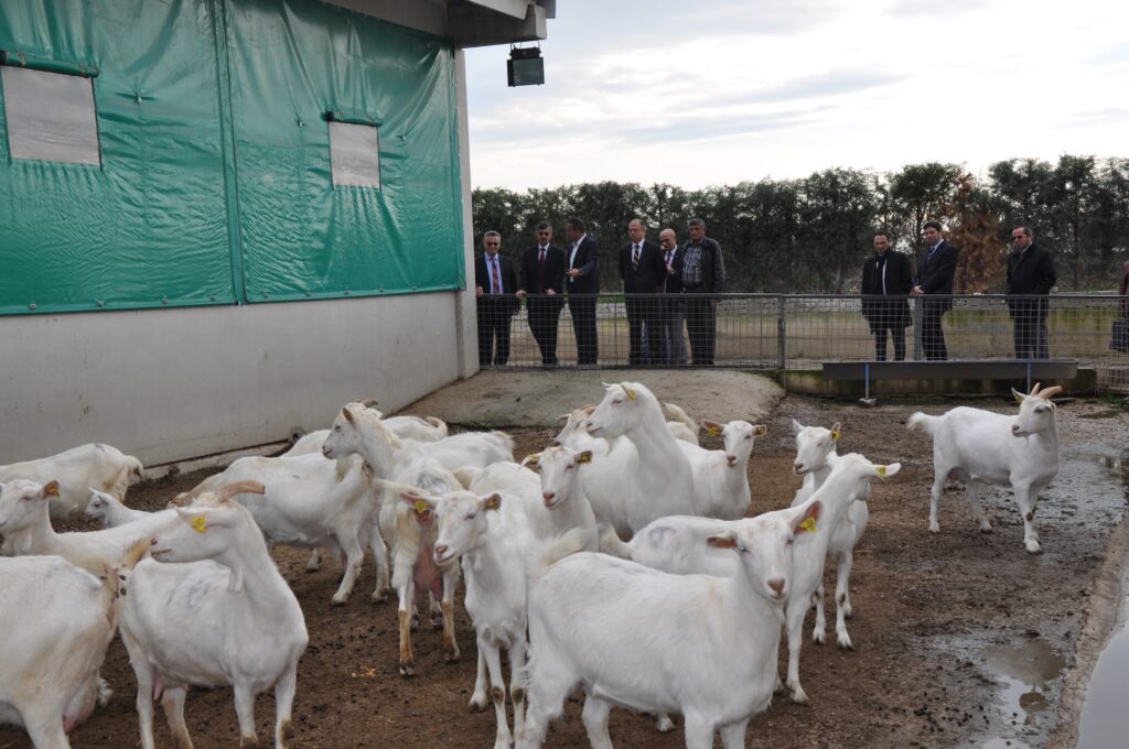 500 Küçükbaş Hayvancılık Saanen Keçi Fizibilitesi Projeleri İnşaat Yapım Fiyatları, 500 Küçükbaş Hayvancılık Saanen Keçi Fizibilitesi Projeleri İnşaat, 500 Küçükbaş Hayvancılık Saanen Keçi Fizibilitesi Projeleri Yapım Fiyatları, 500 Küçükbaş Hayvancılık Saanen Keçi Fizibilitesi İnşaat Yapım Fiyatları, 500 Küçükbaş Hayvancılık Saanen Keçi Projeleri İnşaat Yapım Fiyatları, 500 Küçükbaş Hayvancılık Keçi Fizibilitesi Projeleri İnşaat Yapım Fiyatları, Küçükbaş Hayvancılık Saanen Keçi Fizibilitesi Projeleri İnşaat Yapım Fiyatları,  Saanen Keçi Fizibilitesi Projeleri İnşaat Yapım Fiyatları,   50 baş saanen keçi fizibilitesi, koyun yetistiriciligi fizibilite, keçi yetiştiriciliği maliyeti, keçi yetiştiriciliği projesi, keçi yetiştiriciliği kitabı, keçi yetiştiriciliği nasıl yapılır, 1 keçinin yıllık maliyeti, keçi yetiştiriciliği karlı mı, büyükbaş hayvan besiciliği fizibilite,